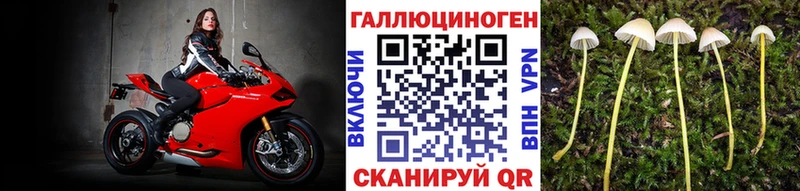 Псилоцибиновые грибы GOLDEN TEACHER где купить Махачкала